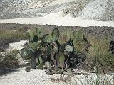 Gal 0879 Opuntia saxicola